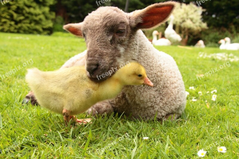 Lamb Gosling Animal Farm Free Photos