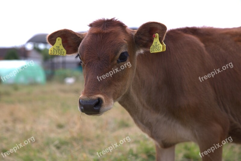 Calf Cow Farm Farming Cattle