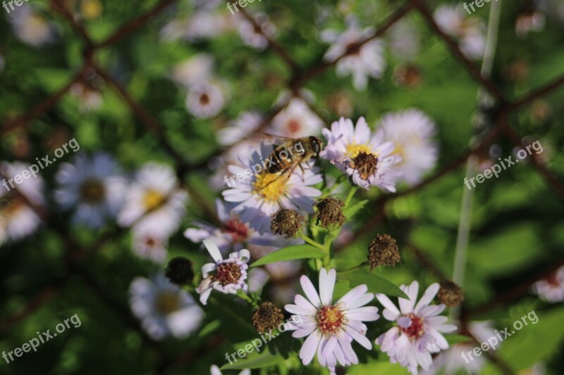 Flower Garden Summer Nature Plant