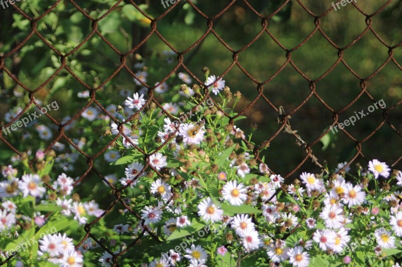 Flowers Garden Nature Summer Summer Flowers