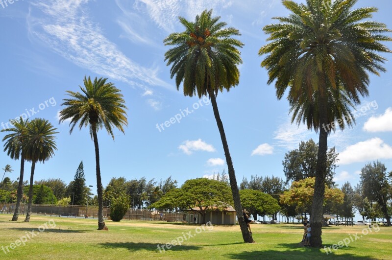 Palm Tree Hawaii Diamond Head Free Photos