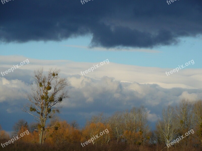 Deciduous Tree Sky Free Photos