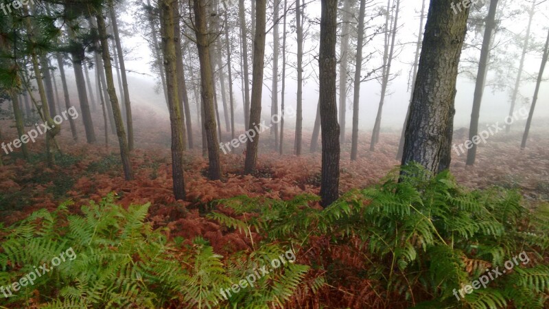 Forest Fog Sawmill Nature Trees