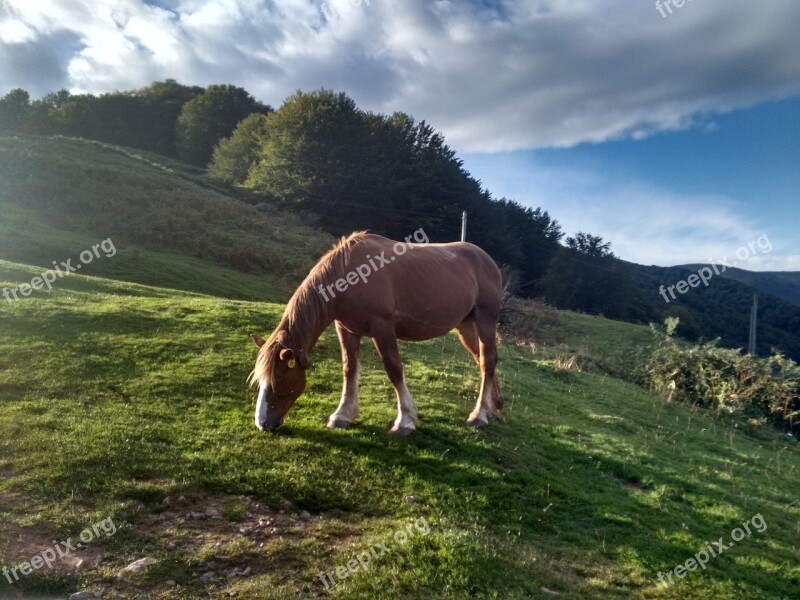 Horse Path Santiago The Pyrenees France