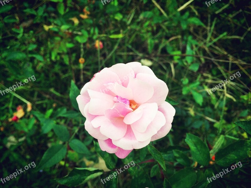 Flower Lonely Grassland Free Photos