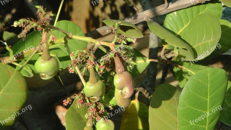 Cashew Nut Cashewbaum Nuts Green Free Photos