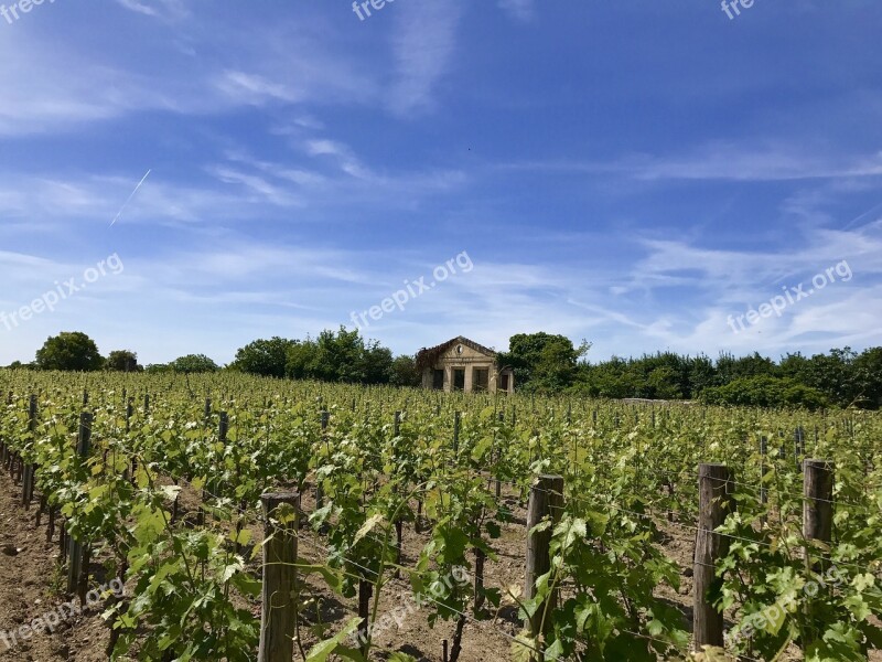 Saint-émilion Winery Vineyard France Wine