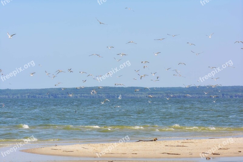 River Summer Gulls River Bank Landscape