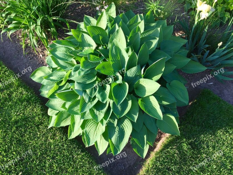 Plant Plantain Lily Leaves Garden Garden Plant