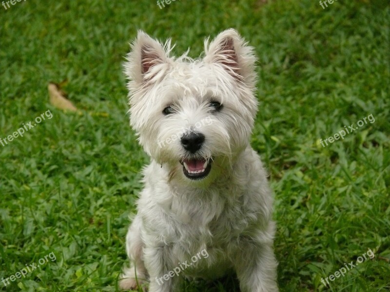 Dog West Highland Terrier Westie Terrier Animal