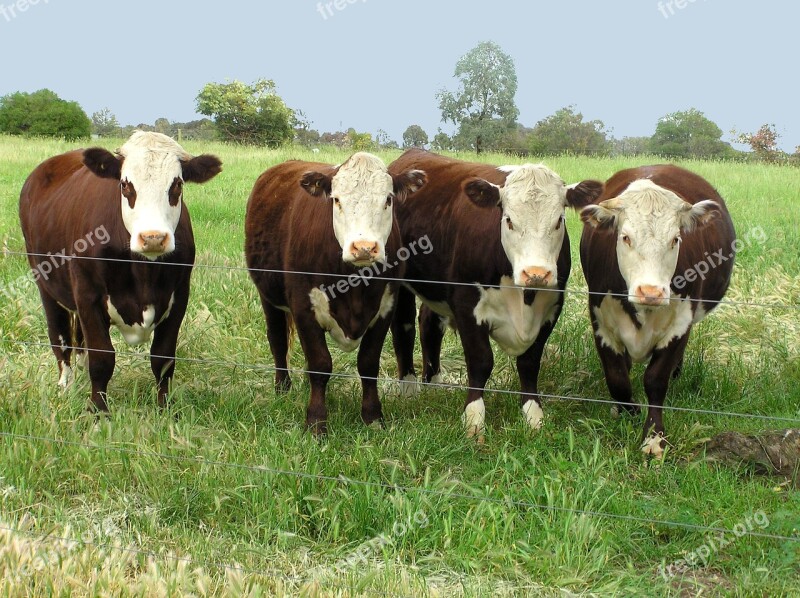 Cows In Paddock Free Photos