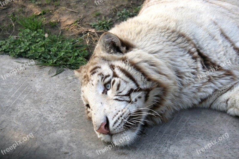 Tiger White Tiger Animal Free Photos