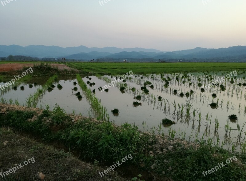 Laos Rice Agriculture Paddy Landscape