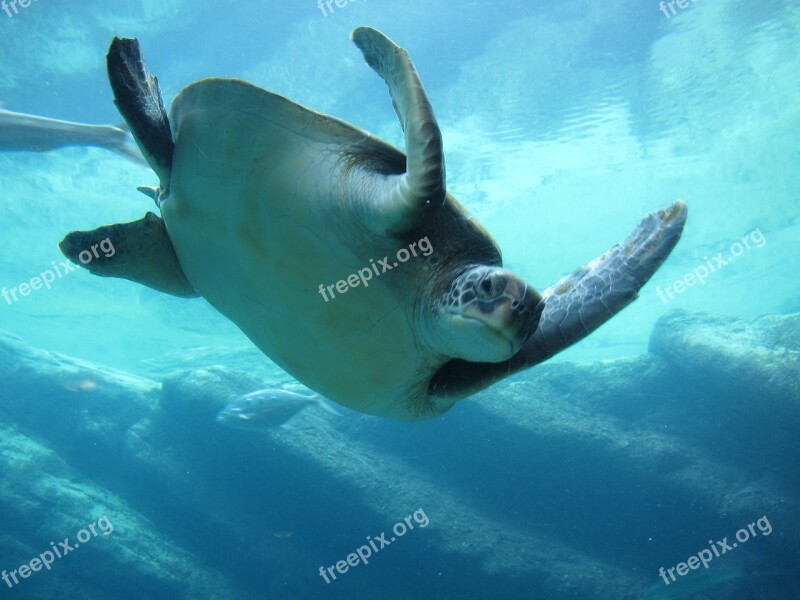 Sea Aquarium Water Animals Ocean