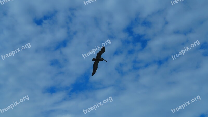 Bird Sky Wings Freedom Nature