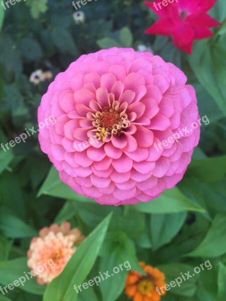 Pink Flower Zinnia Nature Floral