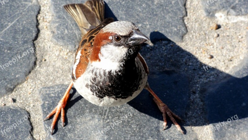 Bird The Sparrow Wróbelek Sparrow Common Pen