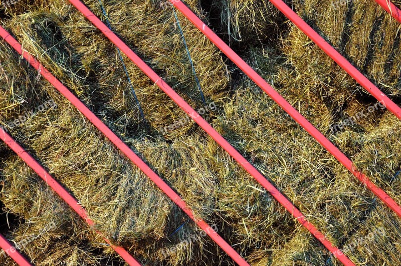 Hay Haying Agriculture Rural Farm