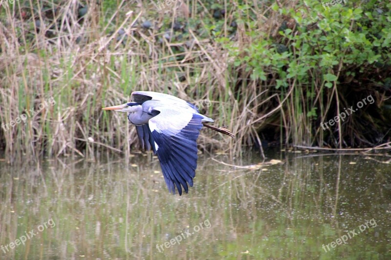 Bird Water Heron Flight Nature