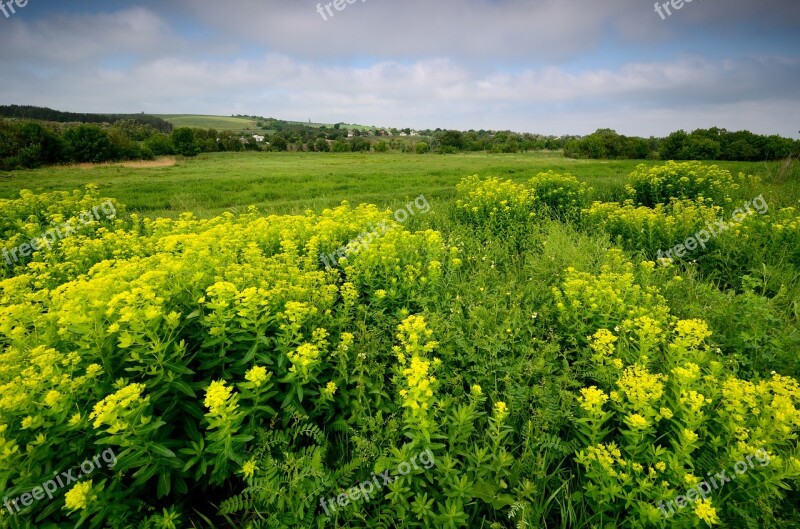 Landscape Ukraine Grass Grassland Flower