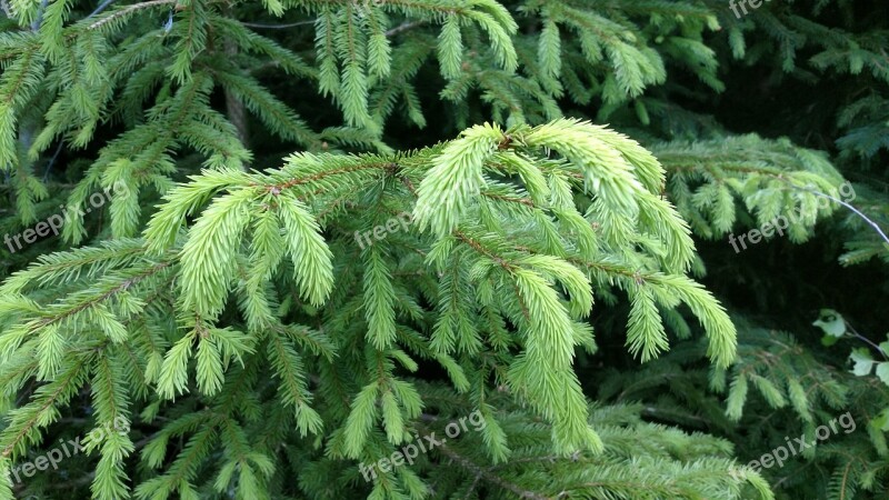 Fir Tree Green Nature Prickly Conifer