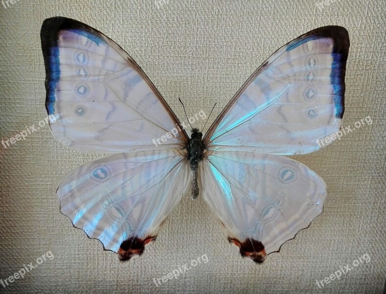 Butterfly Mother Of Pearl Nature Free Photos