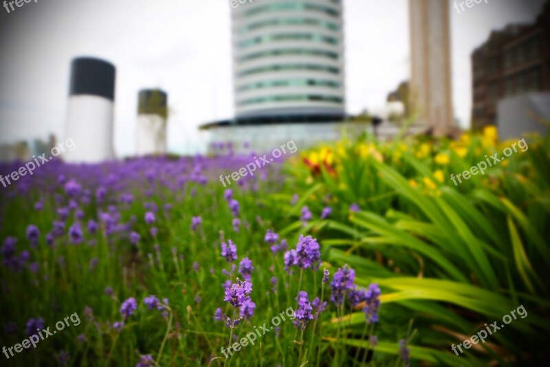 Rotterdam Port Of Rotterdam Flowers Close Up Colorful