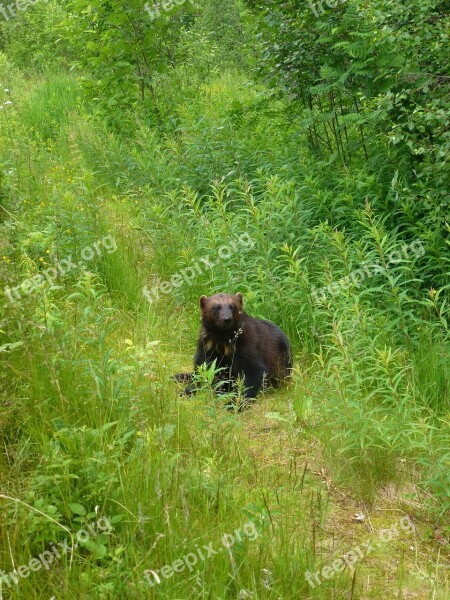 Wolverine Predators Kjøttspiser Spruce Grass