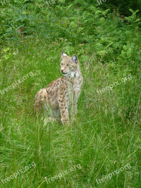 Lynx Predators The Nature Of The Hunter Kjøttspiser