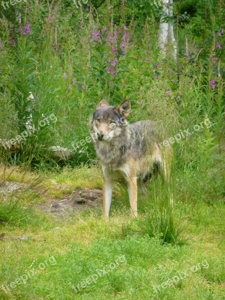 Wolf Predators The Nature Of The Hunter Kjøttspiser