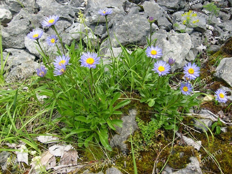 Prosiecká Dolina Rocks Nature Background Alpine