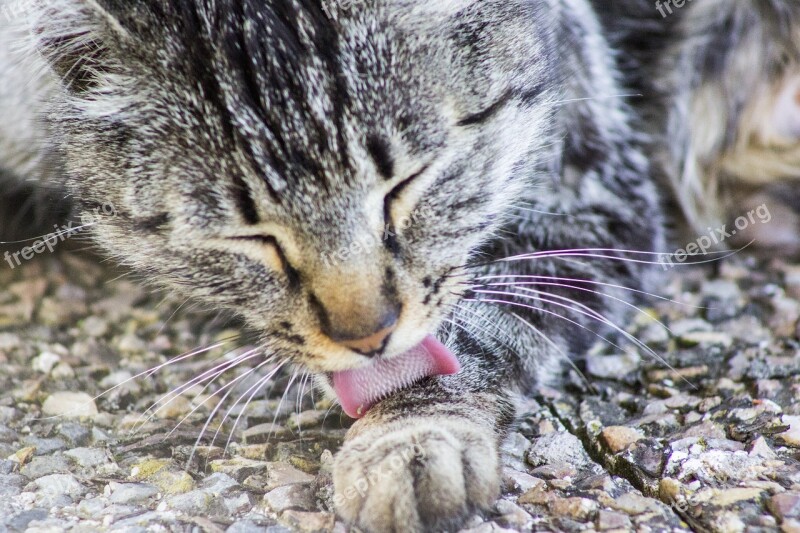 Cat Eyes Whiskers Cat Home Feline