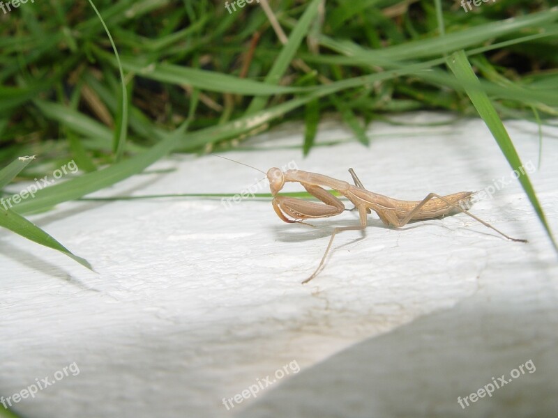 Praying Mantis Mantis Religiosa Insecto Bug Entomología