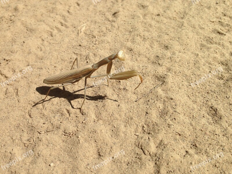 Saltamontes Insecto Grasshopper Free Photos