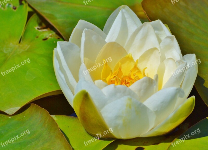 Water Lily Rose Flower Water Rose Nuphar Lutea