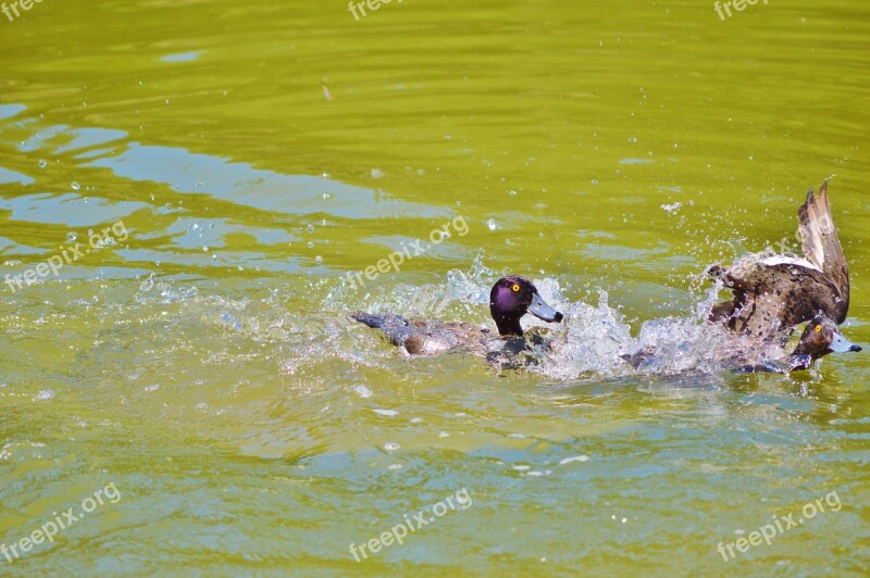 Duck Water Bird Mallard Duck Bird Pond