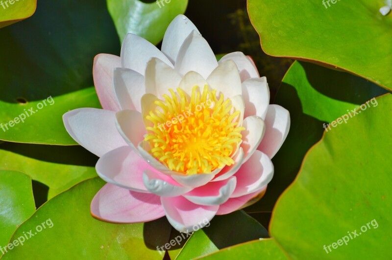 Water Lily Rose Flower Water Rose Nuphar Lutea