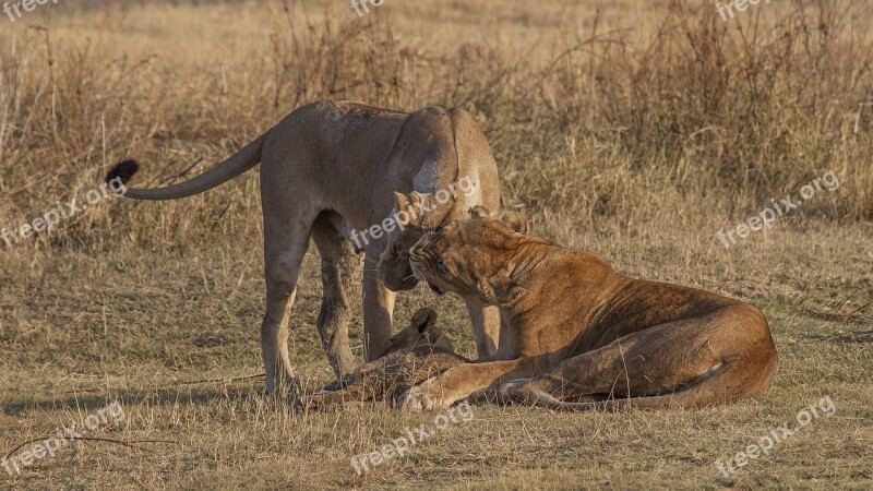 Lion Cub Family Nature Purpose