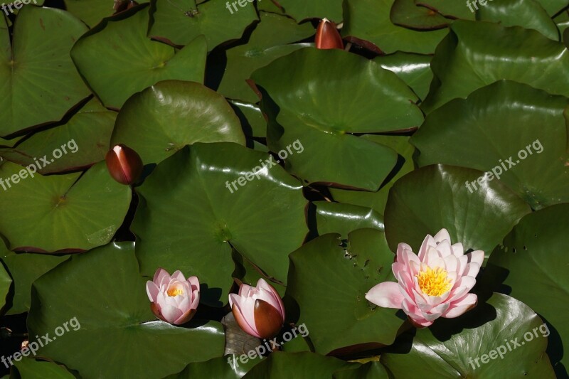 Water Lilies Flowers Pond Aquatic Plant Water