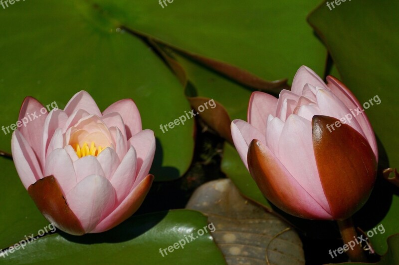 Water Lilies Flower Aquatic Plant Pink Water Lily Blossom