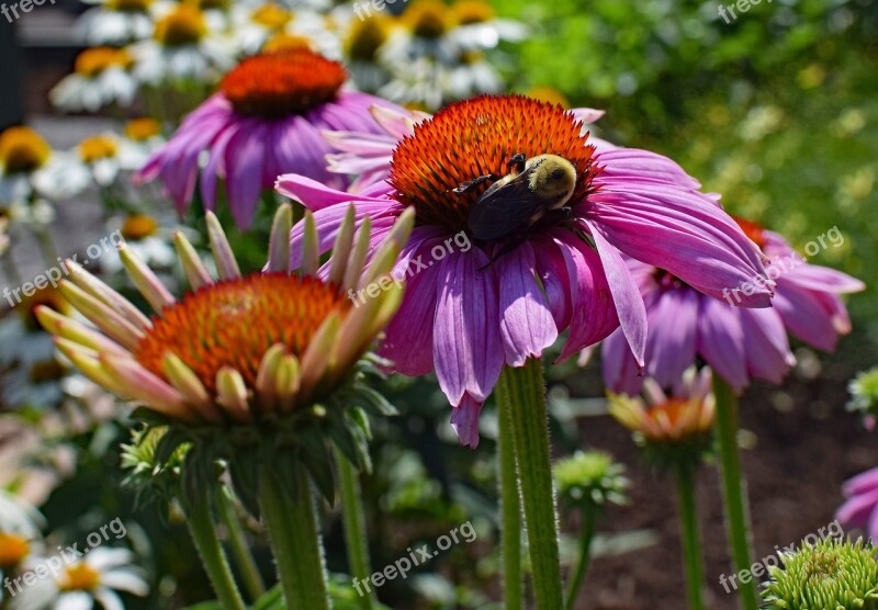 Pink Echinacea With Bee Bee Echinacea Cone Flower Medicinal