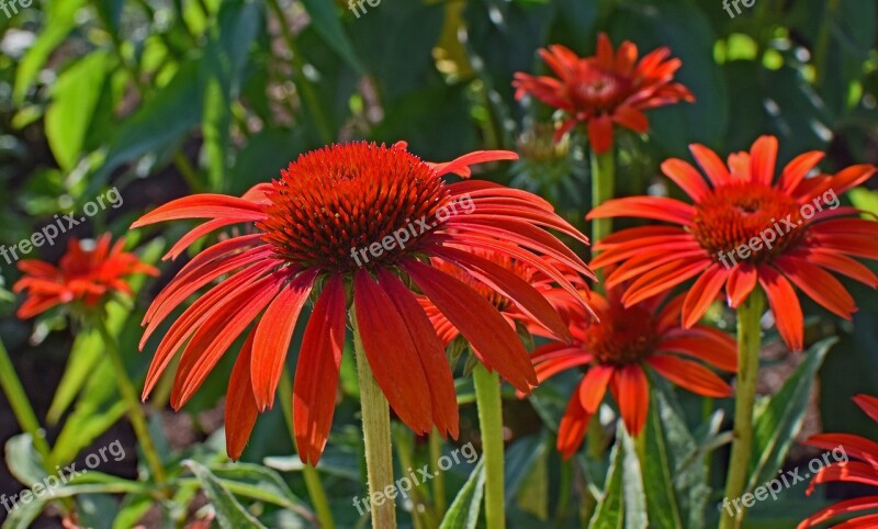 Red-orange Echinacea Echinacea Cone Flower Medicinal Garden