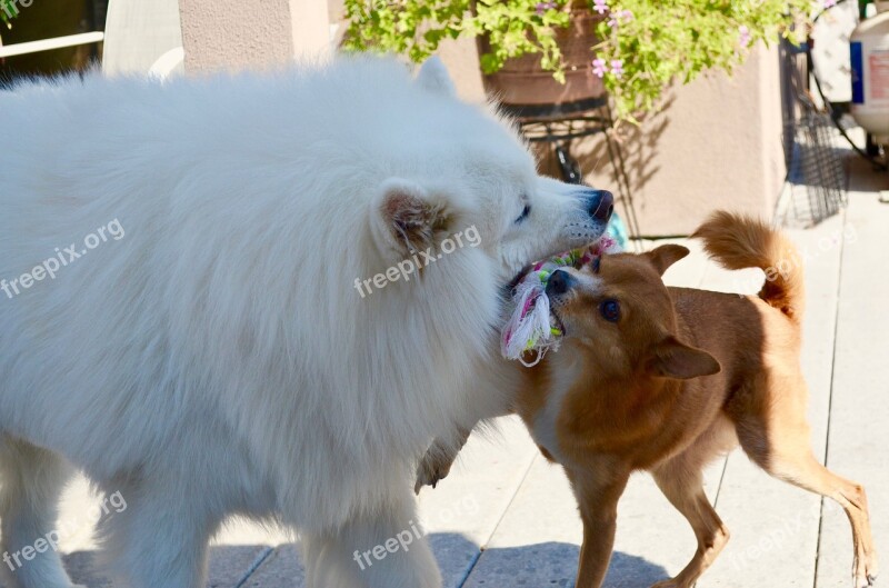 Chijuajua Samoyed Dogs Dogs Playing Happy Play