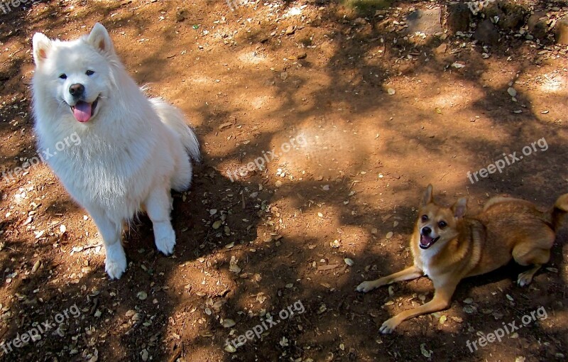 Samoyed Chijuajua Dogs Happy Dogs Pet