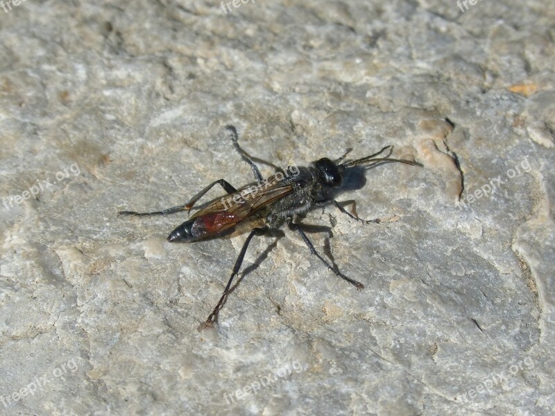 Ammophila Sabulosa Wasp Strange Insect Red-banded Sand Wasp Free Photos