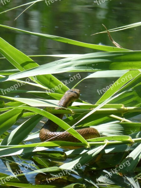 Cañizal River Wetland Snake River Stalking