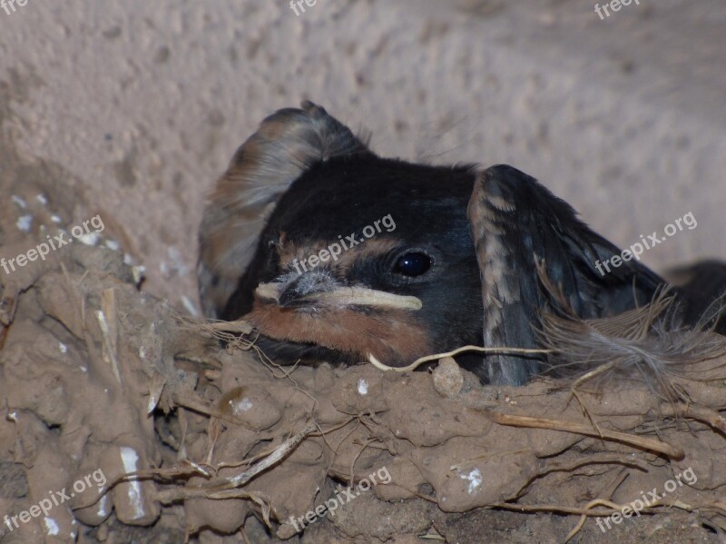 Breeding Nest Chick Swallow Hirundo Rustica