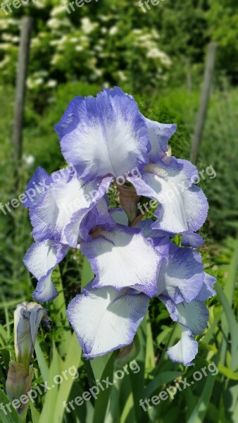 Flowers Iris Blossom Bloom Plant