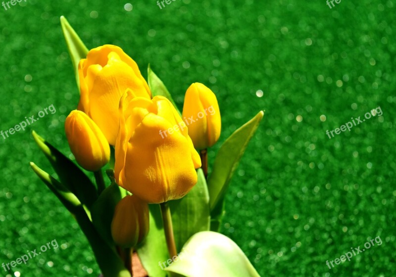 Tulips Yellow Flowers Spring Flower Spring