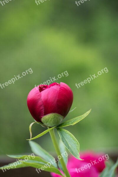 Peony Blossom Bloom Closed Closed Flower